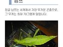 세상에서 가장 무거운 곤충