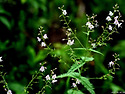 Veronica urticifolia