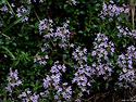 플레기백리향(Thymus pulegioide..