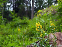 Solidago virgaurea