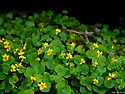 장백제비꽃(Viola biflora)