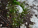 Moehringia muscosa