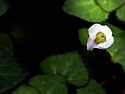 세수염마름