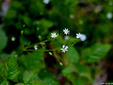 긴잎별꽃(Stellaria longifolia..