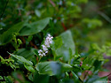 두루미꽃(Maianthemum bifolium..