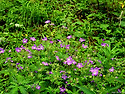 숲제라늄(Geranium sylvaticum)