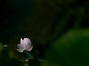 연