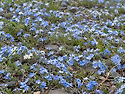 물망초(아시아물망초 : Myosotis a..
