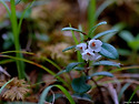 월귤(Vaccinium vitis-idaea)
