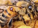 진드기(varroa mite)와 가시응애 사진