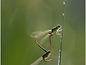 물잠자리