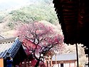 화엄사 홍매화 ...