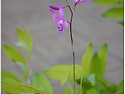 수줍음