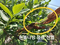 진딧물 노린재 흰불나방 ..