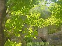 봄.8~사랑이여 내 곁에~260501~탄천 예헌 이창희