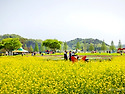 창녕 남지 유채밭에서
