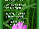 패랭이꽃