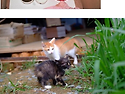 산에서 버려졌던 고양이 ..