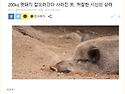 멧돼지 잡으러 산으로 간 ..