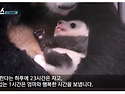 아기판다가 개꿀인이유