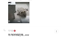 회사에서 집 CCTV 보다가 ..