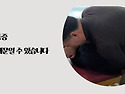 가슴 통증 늑골 때문일 수 있습니다 카이로프랙틱 교육#카이로프랙틱코리아..