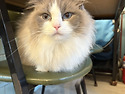 고양이 예뻐서~