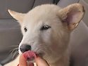 춘향이 성장일기