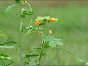 결명자[Cassia tora L.]