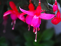 후크시아 (Fuchsia)