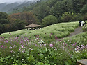 추정리 된네기골(메밀꽃축제)