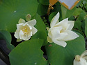 수련(睡蓮)