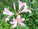 상사화(相思花)