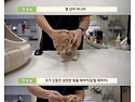 고양이 성장 비밀