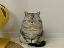 롯데 덕에 꽁으로