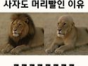 사자도 머리빨임