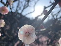 후쿠오카 벚꽃