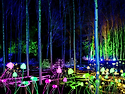 Lightscape Perth in Kings Park