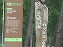 자작나무숲...