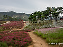 구절초테마공원