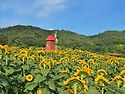 &#127803;경남 함안군 법수면 강주..