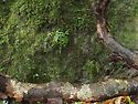 가거꼬리고사리(Asplenium yoshin..