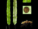 큰고란초( Selliguea engleri)