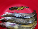비가 와서 쉬려다가
