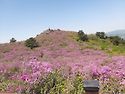 ● 보성 草菴山 철쭉 산행