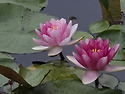 수련