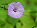 개고구마 Ipomoea trifida
