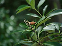 돌참나무 Lithocarpus edulis (..