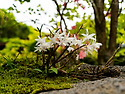 석곡