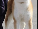 신조